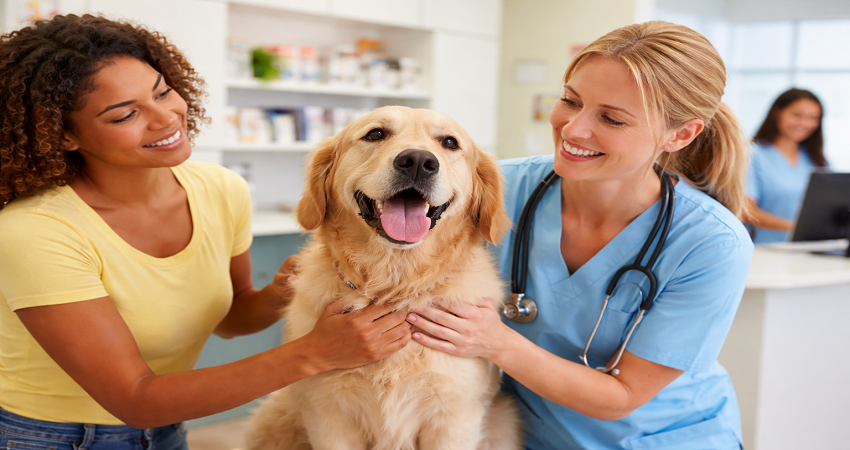Central Animal Hospital Boca Raton Reviews.png